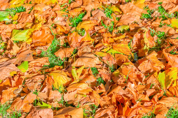 Autumn concept, lawn filled with falling leaves