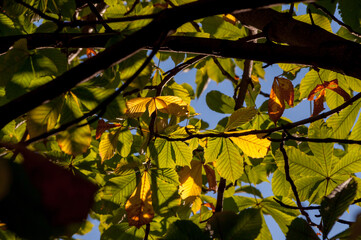 autumn leaves in the sun