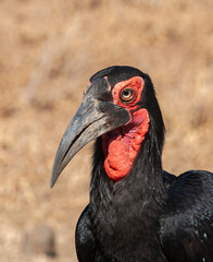 Portrait of a red billed hornbill