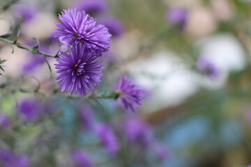 Close-Up Of Blue Flowers