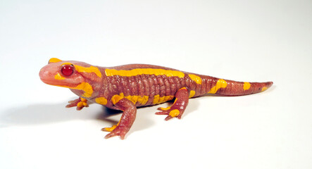 albino - Fire salamander // Albino-Feuersalamander (Salamandra salamandra terrestris)