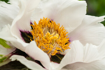Blooming Peony close-up