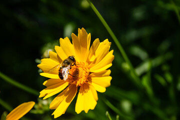 Honey bee gathering pollen inside bloomed yellow flower in garden