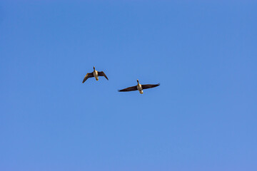 早春のマガンの飛翔