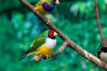 Beautiful birds Guldova Amadina (Erythrura gouldiae) sitting on a branch