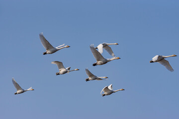 早春のコハクチョウの飛翔