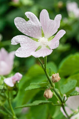 Blossoming flowers on the street of different colors