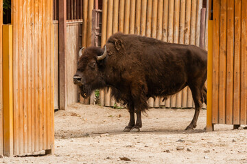 Young beautiful bison