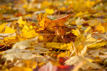 autumn maple leaves on the ground