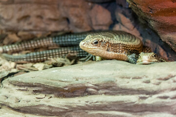 Lizard on stone closeup