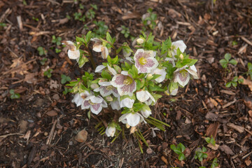 Winter Flowering Hybrid Hellebore or Lenten Rose (Helleborus x hybridus 'SP Sally') Growing in a. Herbaceous Border Covered with Mulch in a Country Cottage Garden in Rural Devon, England, UK