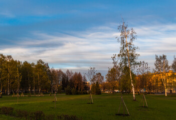 Birch tree in evening park