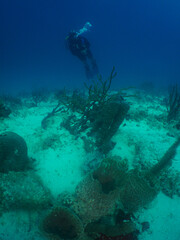   scuba divers , coral reef , caribbean sea Aruba    