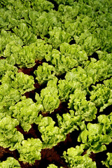 Vertical shot of growing green lettuce in a vegetable garden © Eduardo Novo Amaro Da Silveira/Wirestock