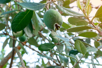 Ripe feijoa fruits on a tree (lat. Acca sellowiana). Fresh feijoa, almost ready to harvest.