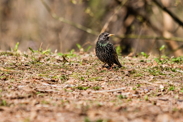 Starling walks the ground in search of worms