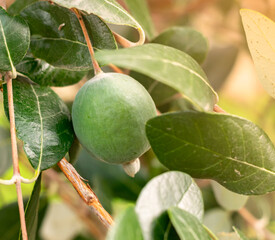 Ripe feijoa fruits on a tree (lat. Acca sellowiana). Fresh feijoa, almost ready to harvest.