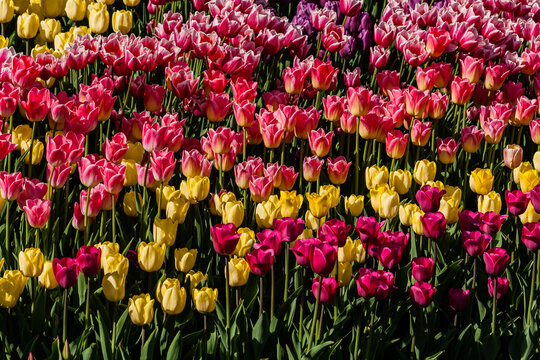 Macro multi-colored tulips on a background of green grass