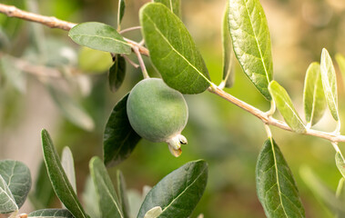 Ripe feijoa fruits on a tree (lat. Acca sellowiana). Fresh feijoa, almost ready to harvest.