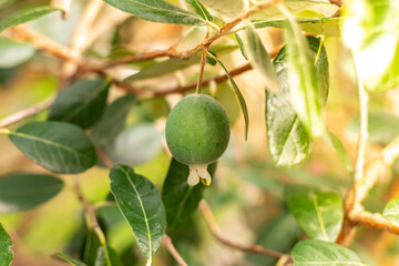 Ripe feijoa fruits on a tree (lat. Acca sellowiana). Fresh feijoa, almost ready to harvest.