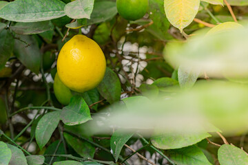 Close-up of a lemon tree. Ripe Lemons hanging on tree. Growing Lemon.