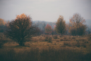 Obraz na płótnie Canvas an autumn day with dense fog. dry glade with colorful shrubs and trees