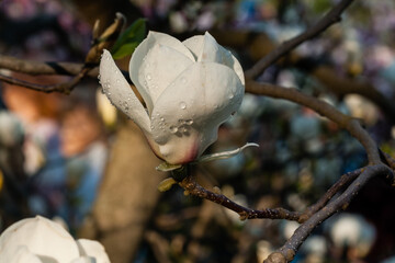 Bud of beautiful spring magnolia