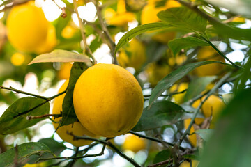 Close-up of a lemon tree. Ripe Lemons hanging on tree. Growing Lemon.