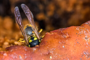 Apfelschmaus der Wespen