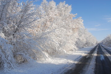 Almaty, Kazakhstan - 12.08.2007 : Bent tree branches covered with a large layer of snow along the highway.
