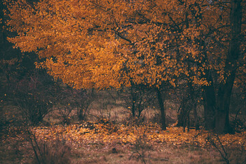 birch leaves yellowed on the branches. betula tree in the autumn on a foggy day