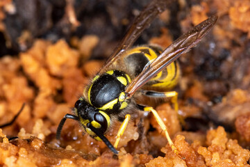 Apfelschmaus der Wespen