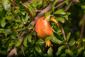 Yellow Ripe pomegranate fruit on tree branch. Sunset light. soft selective focus