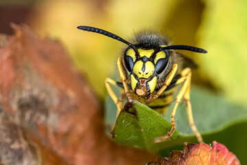 Apfelschmaus der Wespen