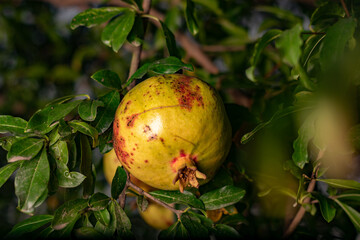 Yellow Ripe pomegranate fruit on tree branch. Sunset light. soft selective focus