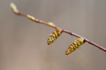 Tree branch with buds