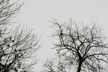 a crow on a tree branch in the park