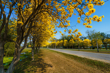 Yellow Golden Tabebuia Chrysotricha tree roadside with Park in landscape at blue sky background. Public place in Phitsanulok, Thailand.