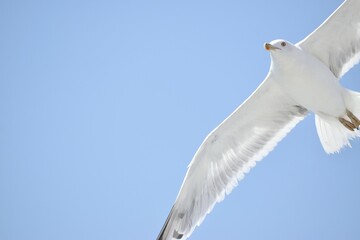 seagull flying under blue sky