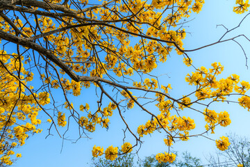 Beautiful blooming Yellow Golden Tabebuia Chrysotricha flowers with the park in spring day at blue sky background in Thailand.
