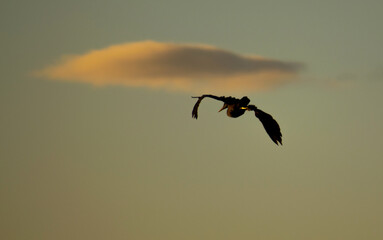Large bird in flight . Grey heron (Ardea cinerea). In the background are clouds and the sun at sunset