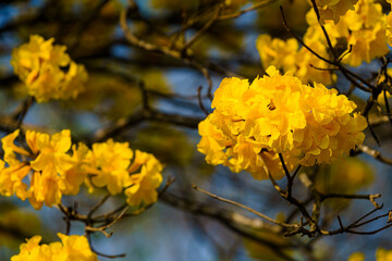 Beautiful blooming Yellow Golden Tabebuia Chrysotricha flowers with the park in spring day at Evening background in Thailand.