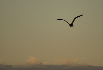 Grey heron. Large bird in flight (Ardea cinerea). In the background are clouds and the sun at sunset