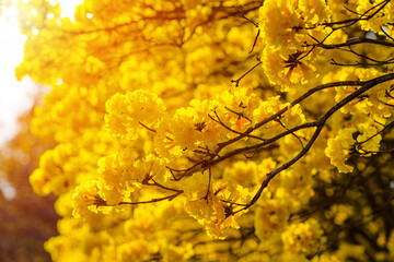 Beautiful blooming Yellow Golden Tabebuia Chrysotricha flowers with the park in spring day at Evening background in Thailand.