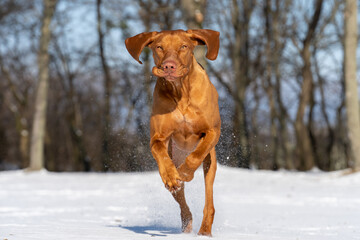 Hungarian Vizsla running and jumping in snow