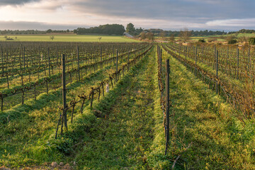 Fototapeta na wymiar Sunrise in a vineyard field during winter