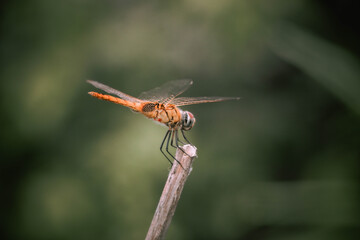  A beautiful dagonfly on a branch