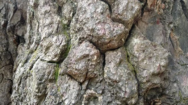 Oak bark tree texture