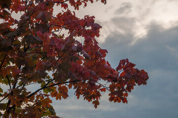 Autumn purple maple branches with clody background