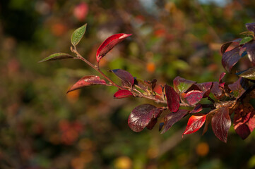 shiny cotoneaster autumn branches, leaves of various colors
